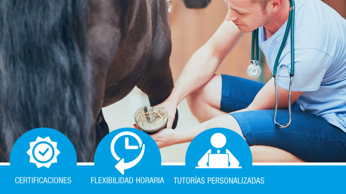 Alimentación, manejo general y primeros auxilios al ganado equino