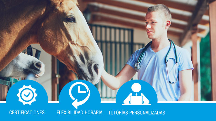 Manejo de ganado equino durante su reproducción y recría