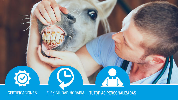 Higiene, cuidados y mantenimiento físico del ganado equino (Formación bonficada)